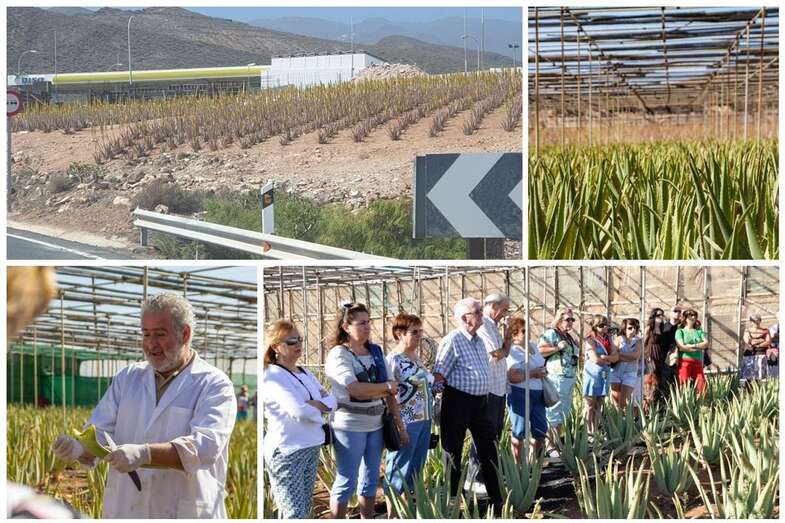 Tierras de el Goro cultivadas de aloe vera (Foto TA)